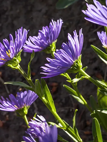 413057 - Alpine aster (Aster alpinus 'Dunkelschöne')