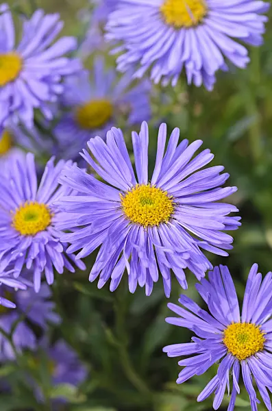 533615 - Alpine aster (Aster alpinus 'Goliath')