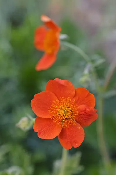 472005 - Alpine avens (Geum montanum)