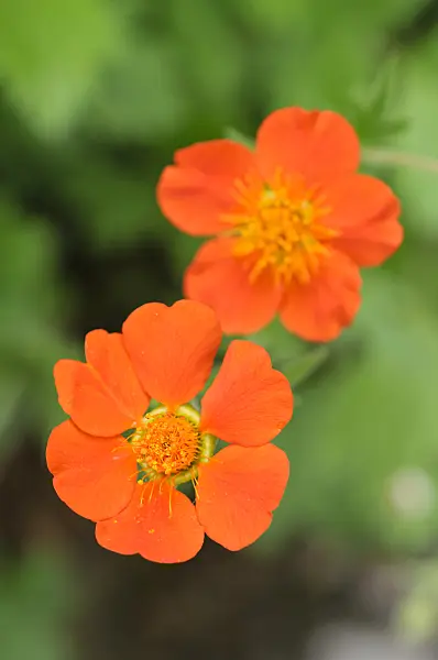 472115 - Alpine avens (Geum montanum)