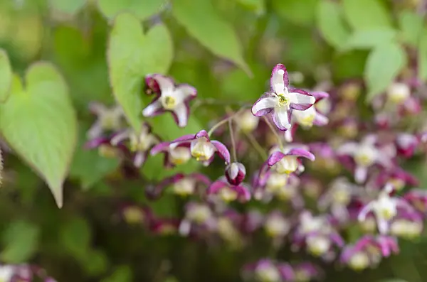 495157 - Alpine barrenwort (Epimedium alpinum)