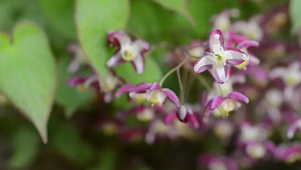 495257 - Alpine barrenwort (Epimedium alpinum)