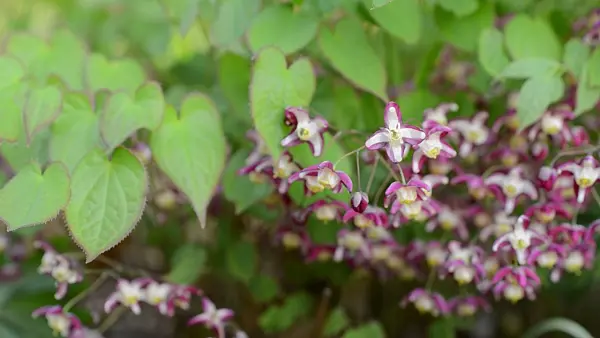 495258 - Alpine barrenwort (Epimedium alpinum)