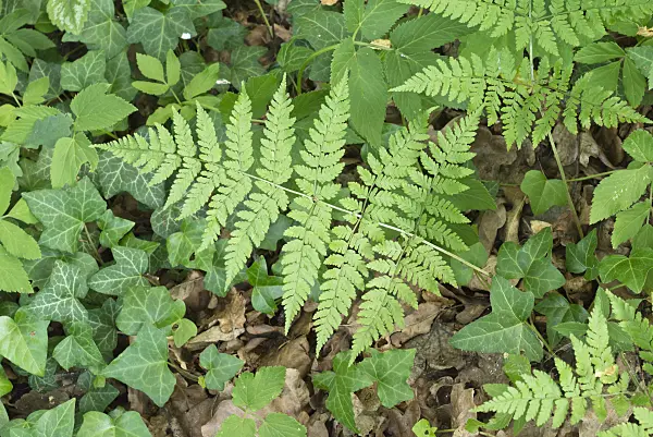 558328 - Alpine buckler fern (Dryopteris expensa)