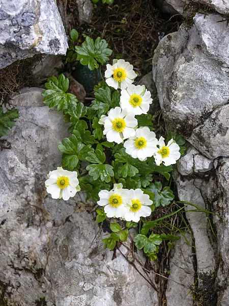 439308 - Alpine buttercup (Ranunculus alpestris)