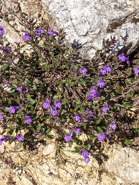 439218 - Alpine calaminth (Acinos alpinus syn. Calamintha alpina)