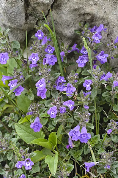 497048 - Alpine calaminth (Acinos alpinus syn. Calamintha alpina)
