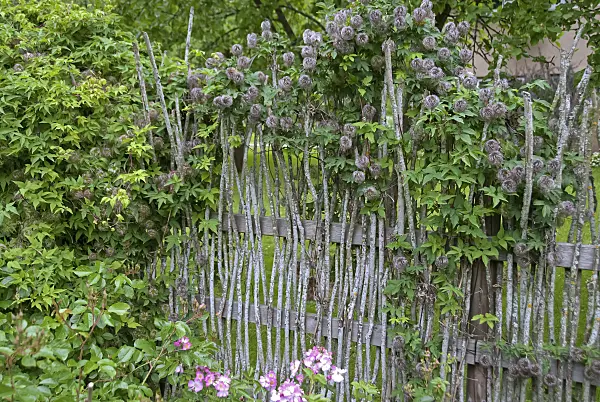 490043 - Alpine clematis (Clematis alpina)