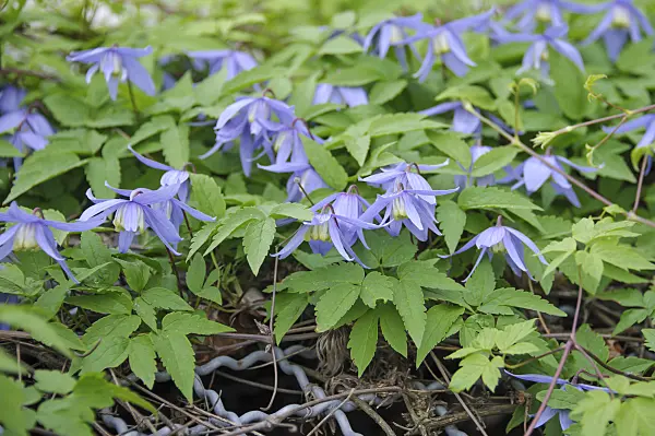 517129 - Alpine clematis (Clematis alpina)