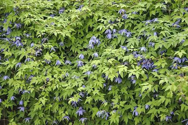 517130 - Alpine clematis (Clematis alpina)