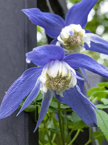 437320 - Alpine clematis (Clematis alpina 'Frances Rives')