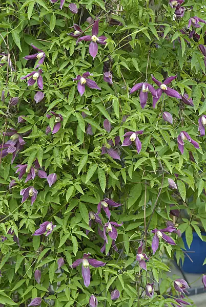 490041 - Alpine clematis (Clematis alpina 'Ruby')