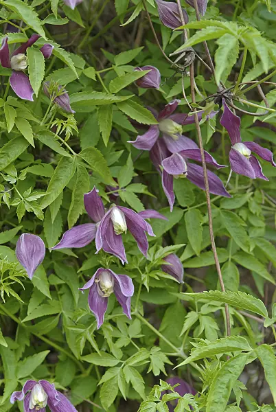 490042 - Alpine clematis (Clematis alpina 'Ruby')