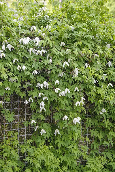 517128 - Alpine clematis (Clematis alpina 'White Columbine')