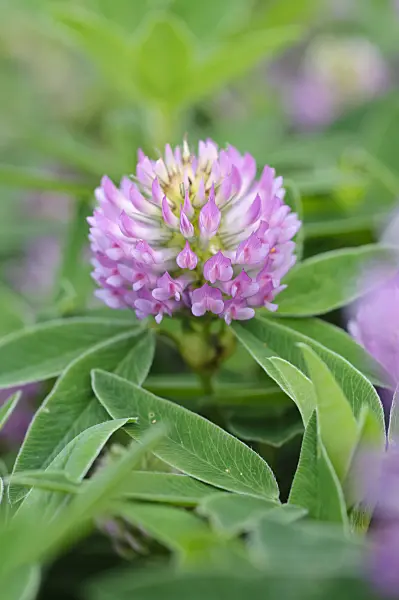 473334 - Alpine clover (Trifolium alpestre)