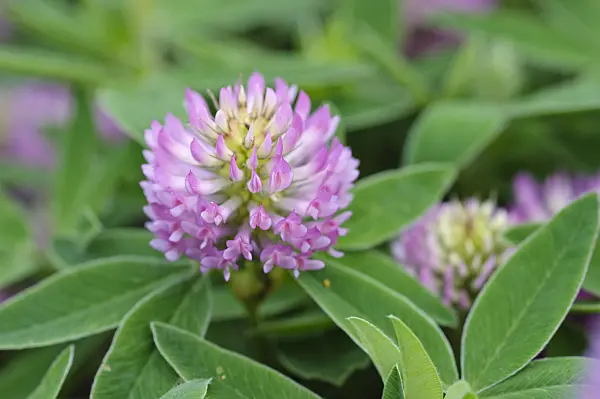 473335 - Alpine clover (Trifolium alpestre)