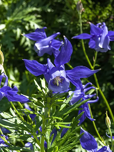 439321 - Alpine columbine (Aquilegia alpina)