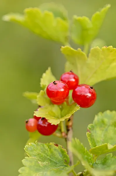 534094 - Alpine currant (Ribes alpinum)