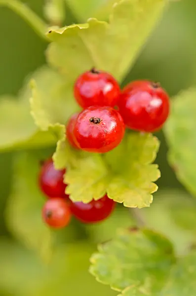 534095 - Alpine currant (Ribes alpinum)