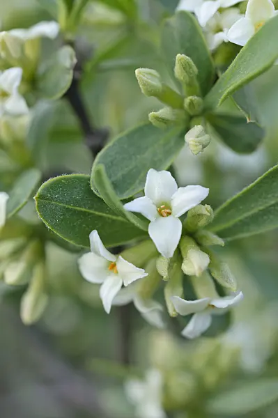 471251 - Alpine daphne (Daphne alpina)