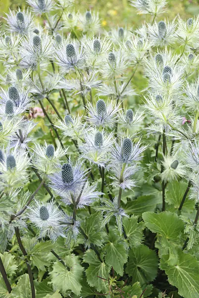 547141 - Alpine eryngo (Eryngium alpinum)