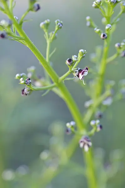 485005 - Alpine figwort (Scrophularia canina)
