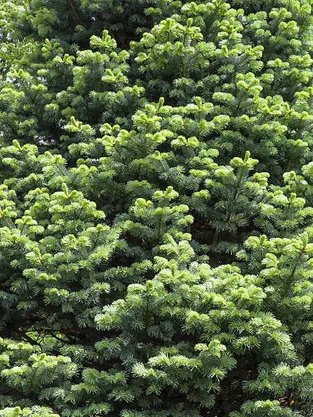 437435 - Alpine fir (Abies lasiocarpa)
