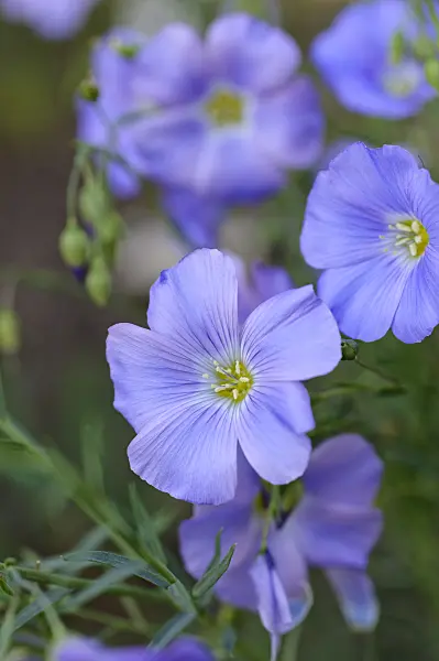 472159 - Alpine flax (Linum perenne subsp. alpinum)