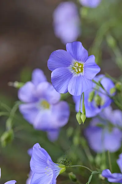 472160 - Alpine flax (Linum perenne subsp. alpinum)