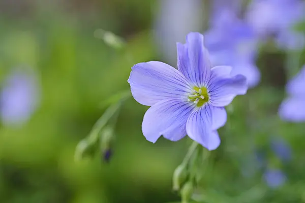 472161 - Alpine flax (Linum perenne subsp. alpinum)
