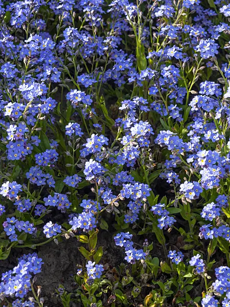460050 - Alpine forget-me-not (Myosotis alpestris)