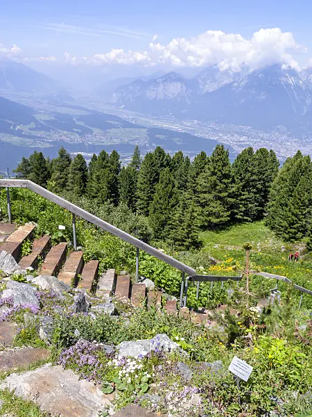439319 - Alpine garden, Patscherkofel, Innsbruck, Austria