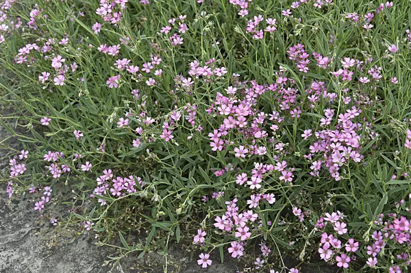 511093 - Alpine gypsophila (Gypsophila repens 'Pink Star')