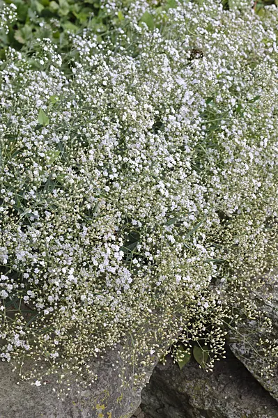 486143 - Alpine gypsophila (Gypsophila repens 'Rosenschleier')
