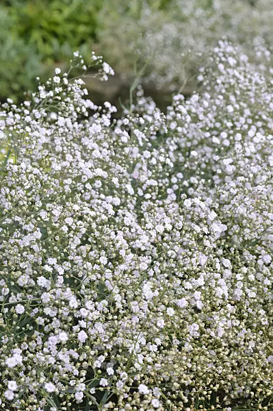 486145 - Alpine gypsophila (Gypsophila repens 'Rosenschleier')
