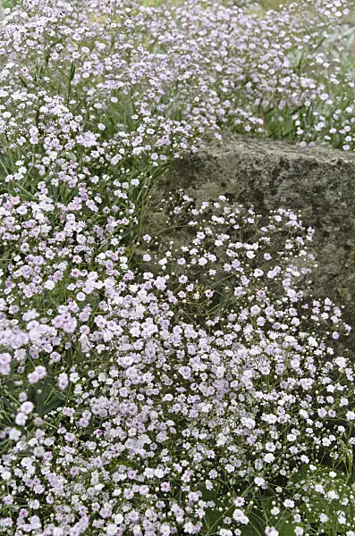 497344 - Alpine gypsophila (Gypsophila repens 'Rosenschleier')