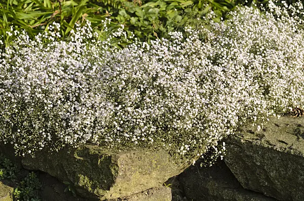 498115 - Alpine gypsophila (Gypsophila repens 'Rosenschleier')