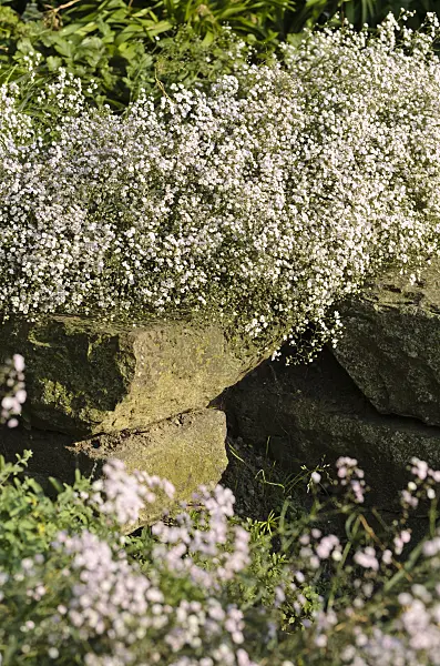 498116 - Alpine gypsophila (Gypsophila repens 'Rosenschleier')