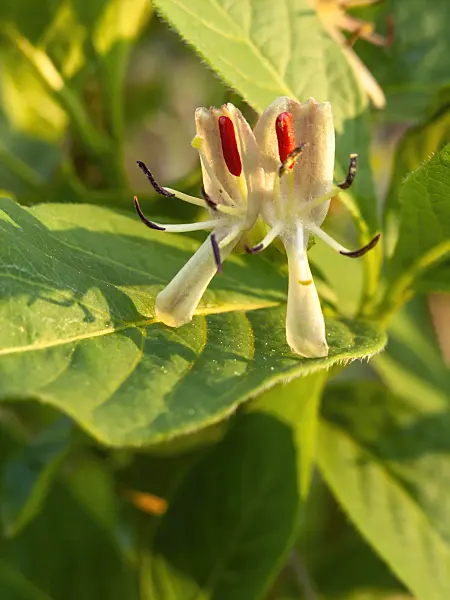 437209 - Alpine honeysuckle (Lonicera alpigena)