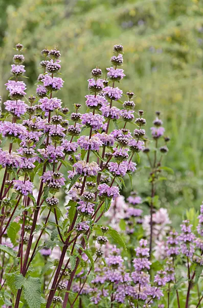 508236 - Alpine Jerusalem sage (Phlomis alpina)