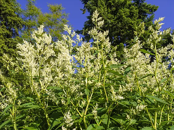 438180 - Alpine knotweed (Aconogonon alpinum 'Johanniswolke' syn. Polygonum alpinum 'Johanniswolke')