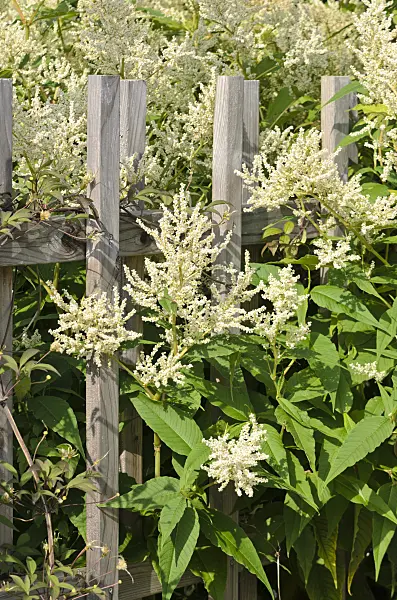 522018 - Alpine knotweed (Aconogonon alpinum 'Johanniswolke' syn. Polygonum alpinum 'Johanniswolke')