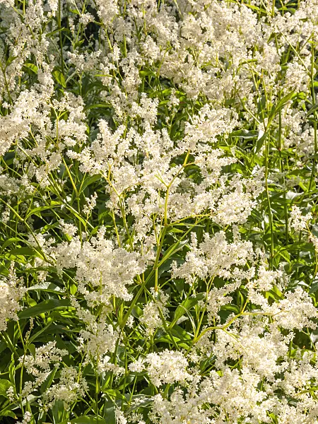 413042 - Alpine knotweed (Aconogonon alpinum syn. Polygonum alpinum)