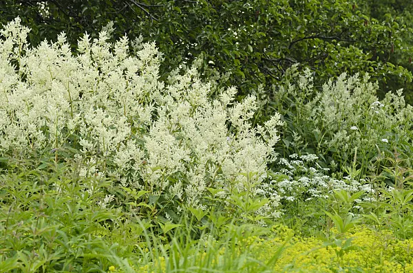496309 - Alpine knotweed (Aconogonon alpinum syn. Polygonum alpinum)