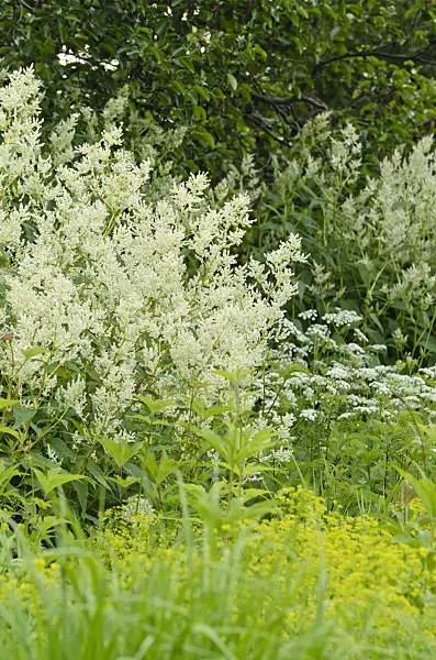 496310 - Alpine knotweed (Aconogonon alpinum syn. Polygonum alpinum)