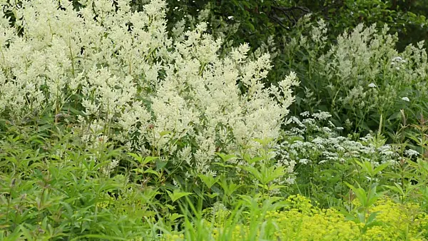 496322 - Alpine knotweed (Aconogonon alpinum syn. Polygonum alpinum)