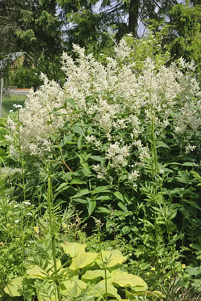 518030 - Alpine knotweed (Aconogonon alpinum syn. Polygonum alpinum)