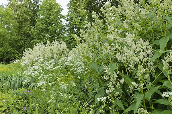 496316 - Alpine knotweed (Aconogonon alpinum syn. Polygonum alpinum) and Peucedanum