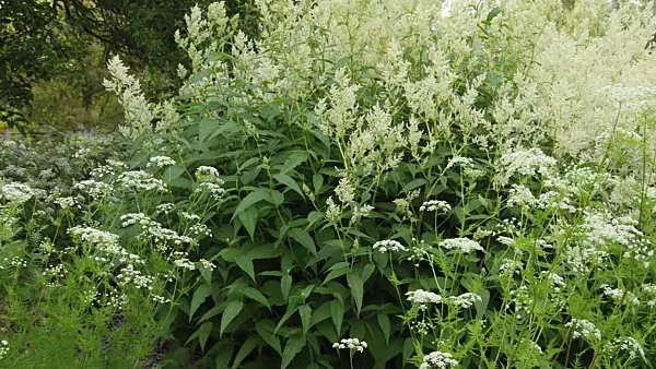 496324 - Alpine knotweed (Aconogonon alpinum syn. Polygonum alpinum) and Peucedanum
