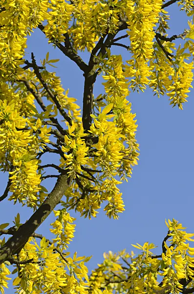 496046 - Alpine laburnum (Laburnum alpinum 'Aureum')